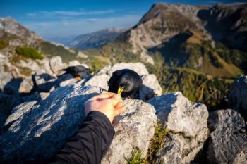 jenner-gipfel-alpendohle-traumhaft-berge-berchtesgaden-koenigsee-schönau-bergdohle-06